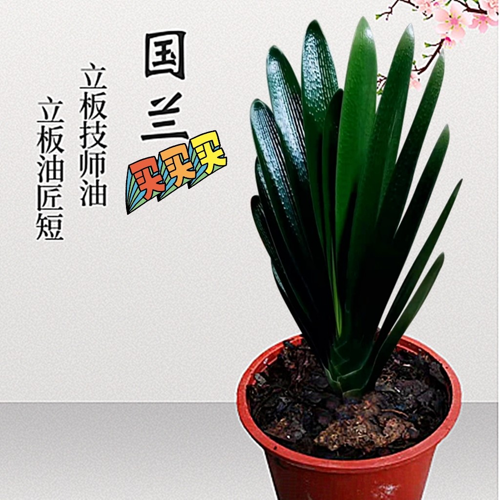 长春精品君子兰麻脸宽短叶技师油匠钢板立板当年开花花卉盆栽植物