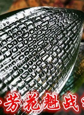 君子兰精品长春油匠短叶立板腊膜麻脸金麦粒粗筋大插坐满天星绿植