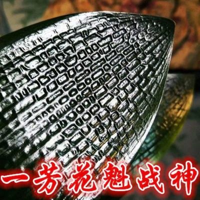 君子兰精品长春油匠短叶立板腊膜麻脸金麦粒粗筋大插坐满天星绿植