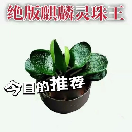 君子兰苗猫耳朵圆头短叶水晶虎头麻脸霸王龙国宝级微短球拍珍珠王