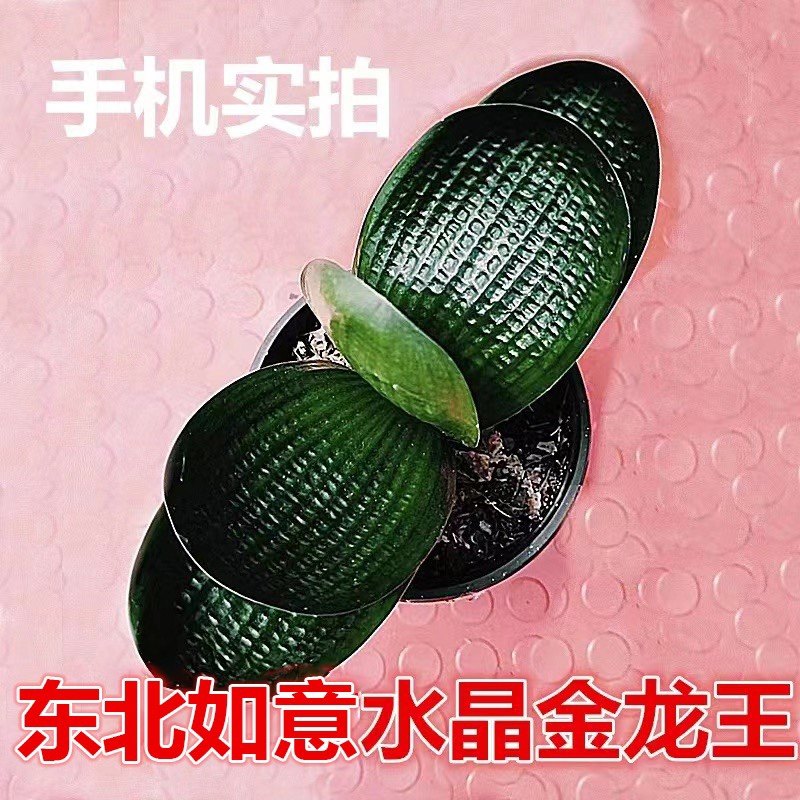 东北精品君子兰盆栽花卉宽叶金龙王名贵圆头麻脸和尚特级油匠小苗