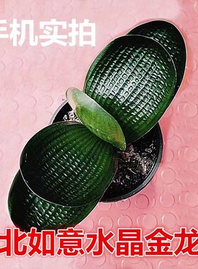 东北精品君子兰盆栽花卉宽叶金龙王名贵圆头麻脸和尚特级油匠小苗