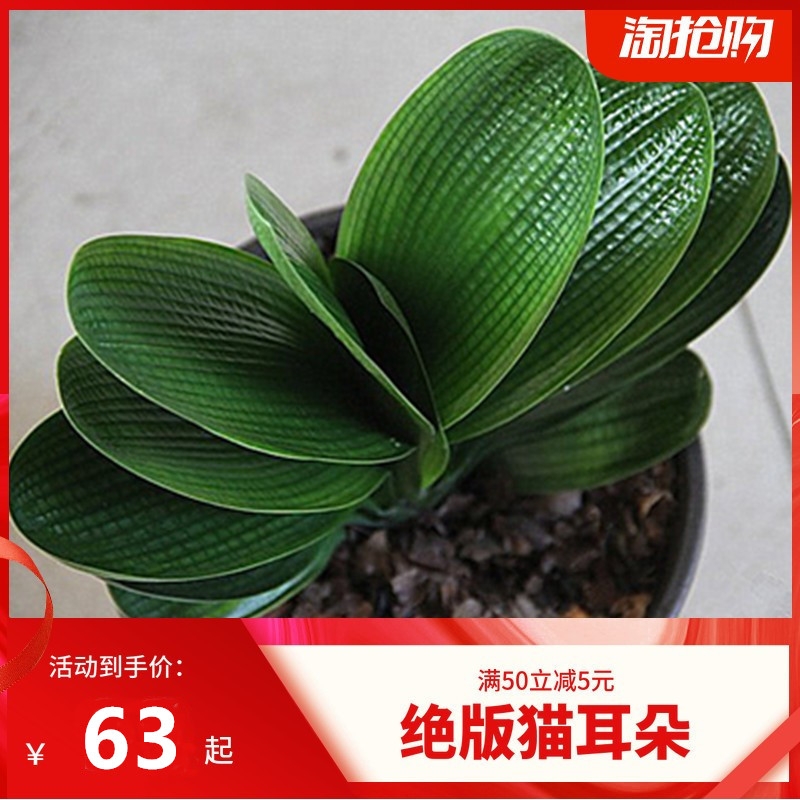 长春精品君子兰高端微短猫耳朵圆头宽叶麻脸短叶粗筋和尚油匠小苗