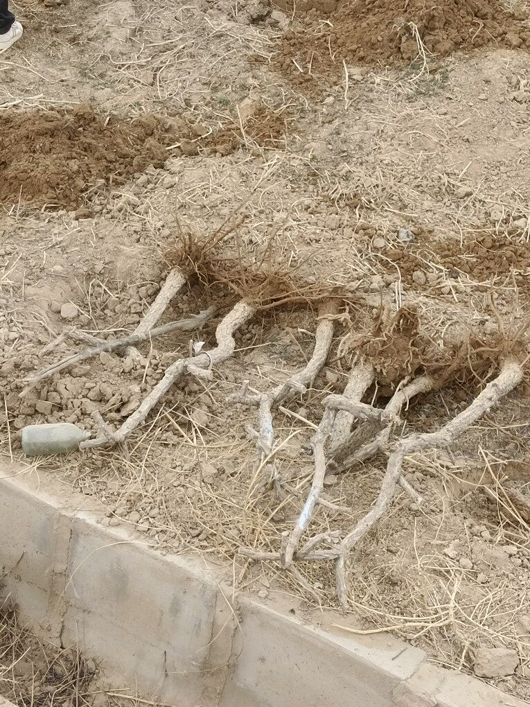 授人以渔四公分粗盛果期枸杞树宁夏枸杞药食两用当年结果保活保真