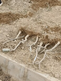 授人以渔四公分粗盛果期枸杞树宁夏枸杞药食两用当年结果保活保真