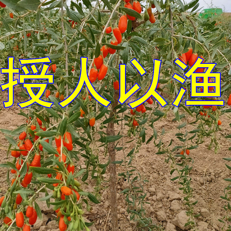 授人以渔盛果期枸杞树包活