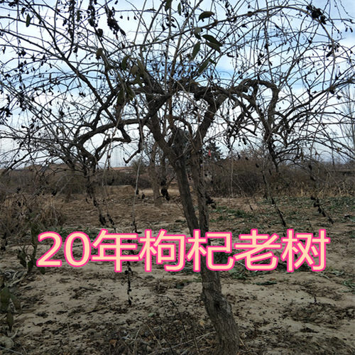 二十年红枸杞树桩黄枸杞苗一物一