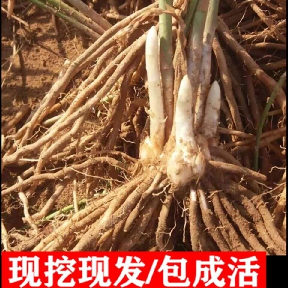 芦笋苗根紫色苗绿色芦笋苗种包成活四季蔬菜苗阳台庭院盆栽多年生