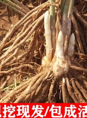 芦笋苗根紫色苗绿色芦笋苗种包成活四季蔬菜苗阳台庭院盆栽多年生