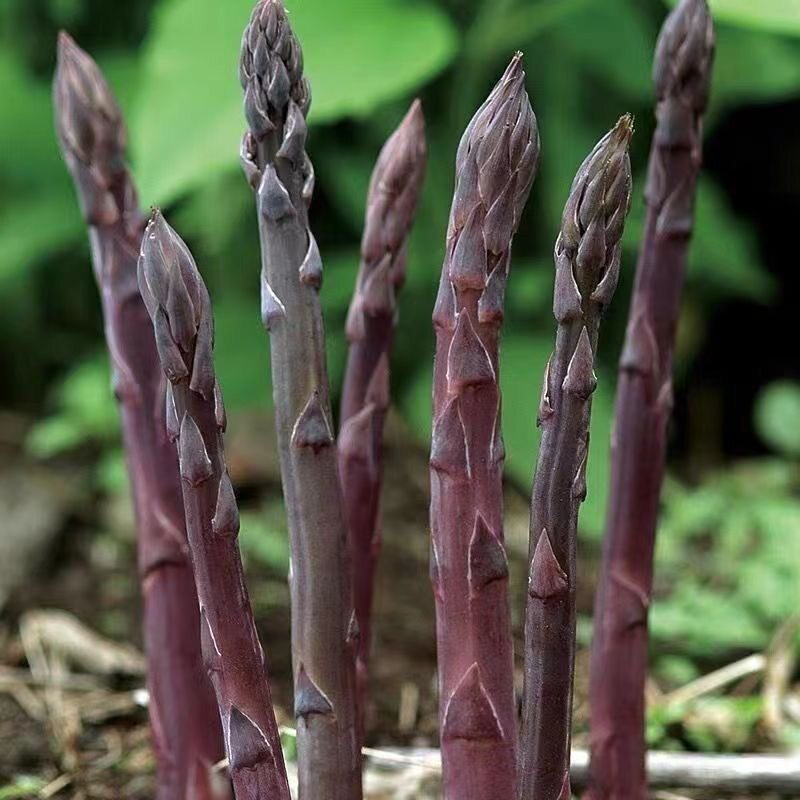 芦笋根苗纯紫色芦笋苗根四季种植蔬菜苗三年大苗阳台盆栽苗芦笋根
