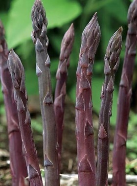 芦笋根苗纯紫色芦笋苗根四季种植蔬菜苗三年大苗阳台盆栽苗芦笋根