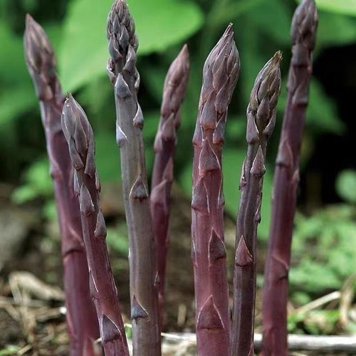 芦笋根苗种植紫色芦笋苗