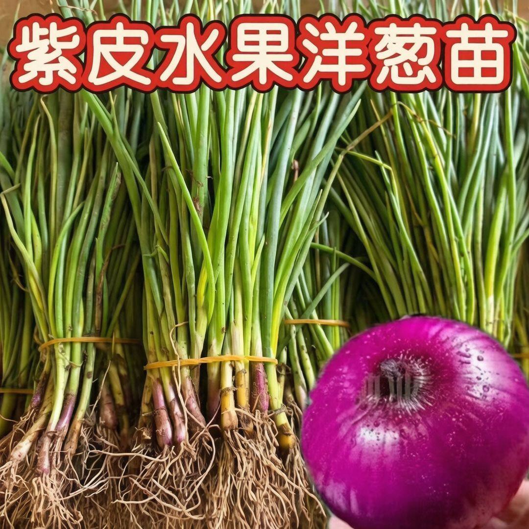 紫皮洋葱苗超甜生吃耐寒高产