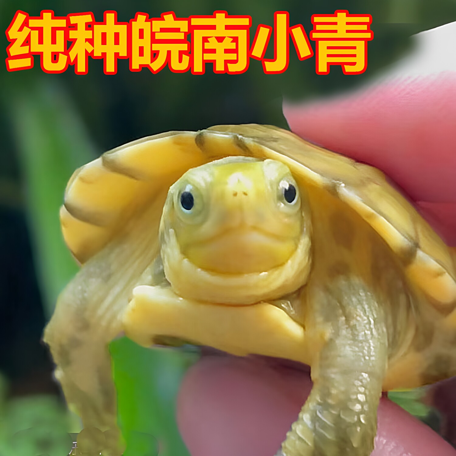 纯种皖南三黄喉小青龟苗拟水乌龟墨龟宠物观赏草黄缘巴西活体招财