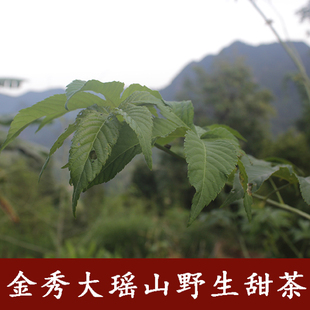 金秀甜茶甜叶2020新叶瑶族刺儿叶