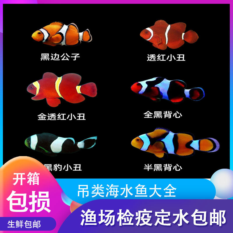 小丑鱼类公子小丑海水鱼金透红小丑半黑小丑全黑小丑黑豹公子尼莫