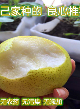 新鲜梨子河北皇冠梨9斤梨应季水果脆甜多汁当季白梨整箱包邮雪梨5