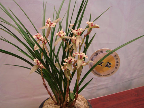 花包邮兰花  春剑带漂亮叶蝶桃园三结义 30 元/苗