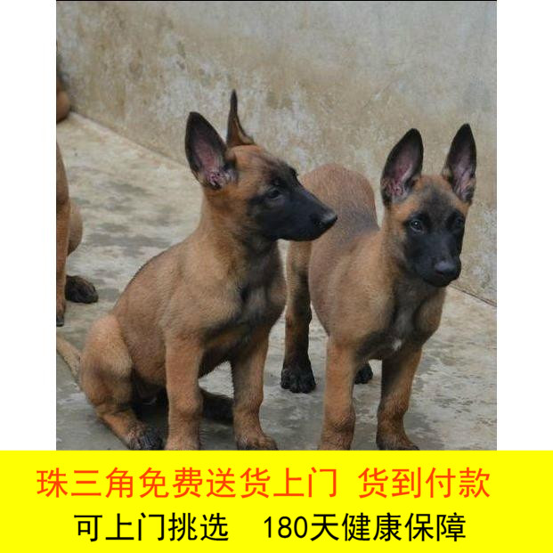 純種馬犬幼犬活體比利時牧羊犬馬犬寵物狗狗活體狗短毛護衛犬警犬在類目 寵物/寵物食品及用品, 狗狗中 - 來自Buy2taobao.com提供專業的淘寶代購服務