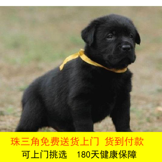 高品质拉布拉多幼犬神犬小七同款警花与警犬拉布拉多宠物狗狗|ruв категории животное/Животное питание и принадлежностей, собака - от Buy2taobao.com для оказания профессиональной услуги покупки агента Taobao