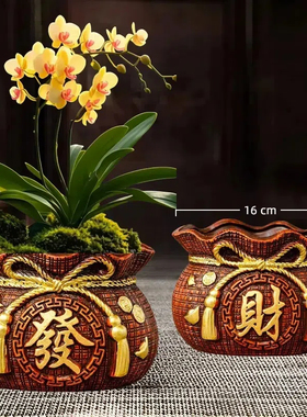新款花盆福袋花盆蝴蝶兰发财树盆