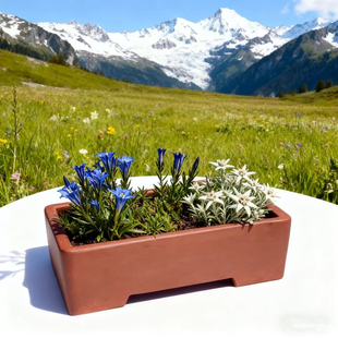 光面送托盘紫砂素盆小花盆马槽长方形多肉六方四方盆栽肉肉菖蒲