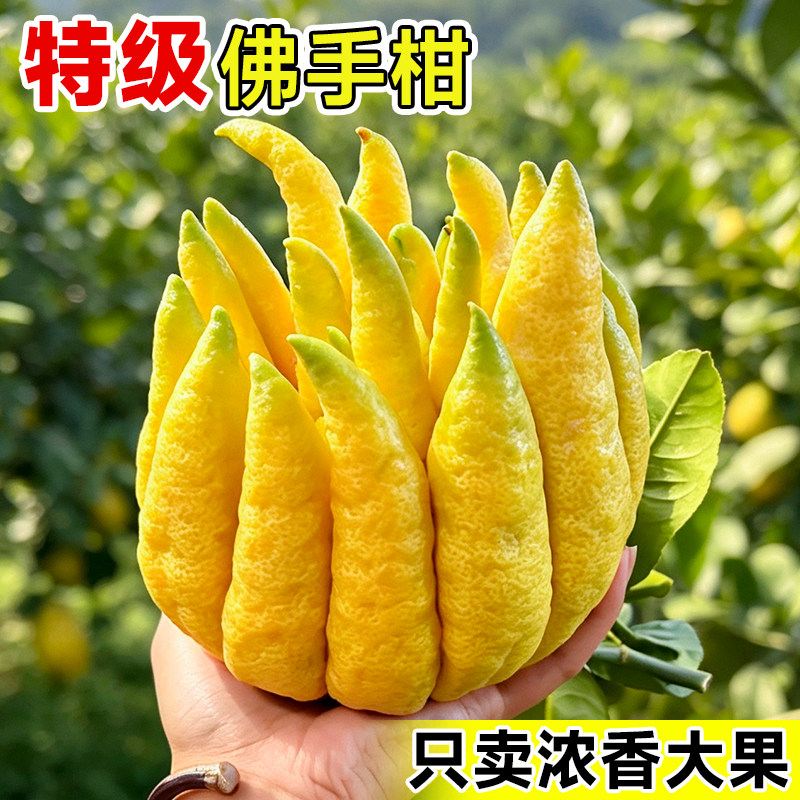 佛手柑鲜果特大香橼佛手瓜水培植物盆栽室内桌面天然香薰观赏摆件