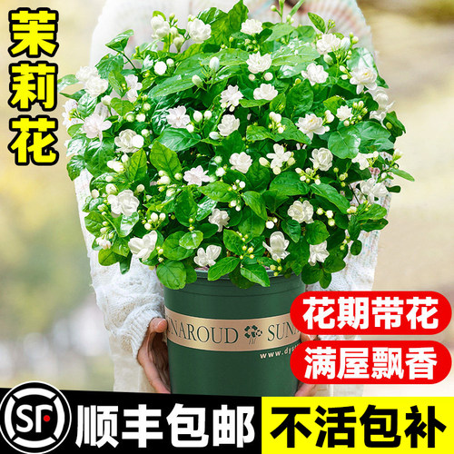 茉莉花盆栽带花苞花苗老桩水培植物花卉绿植四季好养易活四季室内