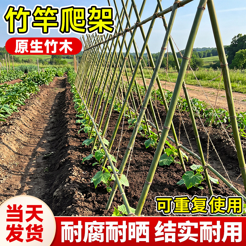 竹竿菜园搭架蔬菜黄瓜番茄豆角架杆竹篱笆栅栏小竹子细竹竿葡萄架