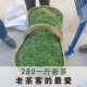 信阳毛尖2025新茶绿茶雨前茶一级芽叶茶叶浓香型春茶散装