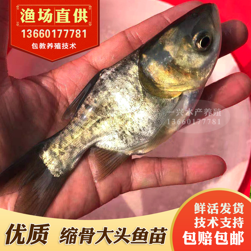 缩骨花淡水养殖胖头鱼