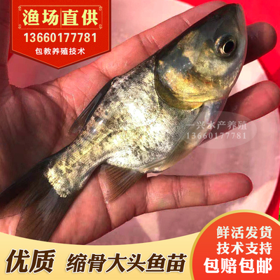 缩骨花淡水养殖胖头鱼
