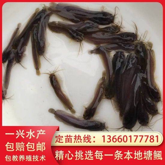鱼苗活体塘鲺包邮