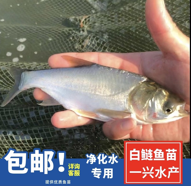 白鲢鱼苗 鲢鱼苗 鲢子鱼 水鲢 跳鲢 淡水养殖 活体包邮四大家鱼苗