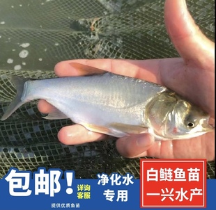 白鲢鱼苗 鲢鱼苗 鲢子鱼 水鲢 跳鲢 淡水养殖 活体包邮四大家鱼苗