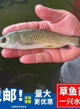 大草鱼苗淡水养殖皖鱼苗食蚊草鱼活鱼特大半斤草鱼四大家鱼冷水鱼