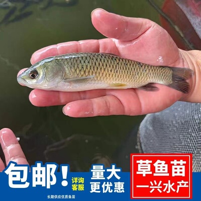 草鱼苗淡水活体小鱼苗好养殖食用活物冷水特大全草鱼活鱼苗鲩青鱼