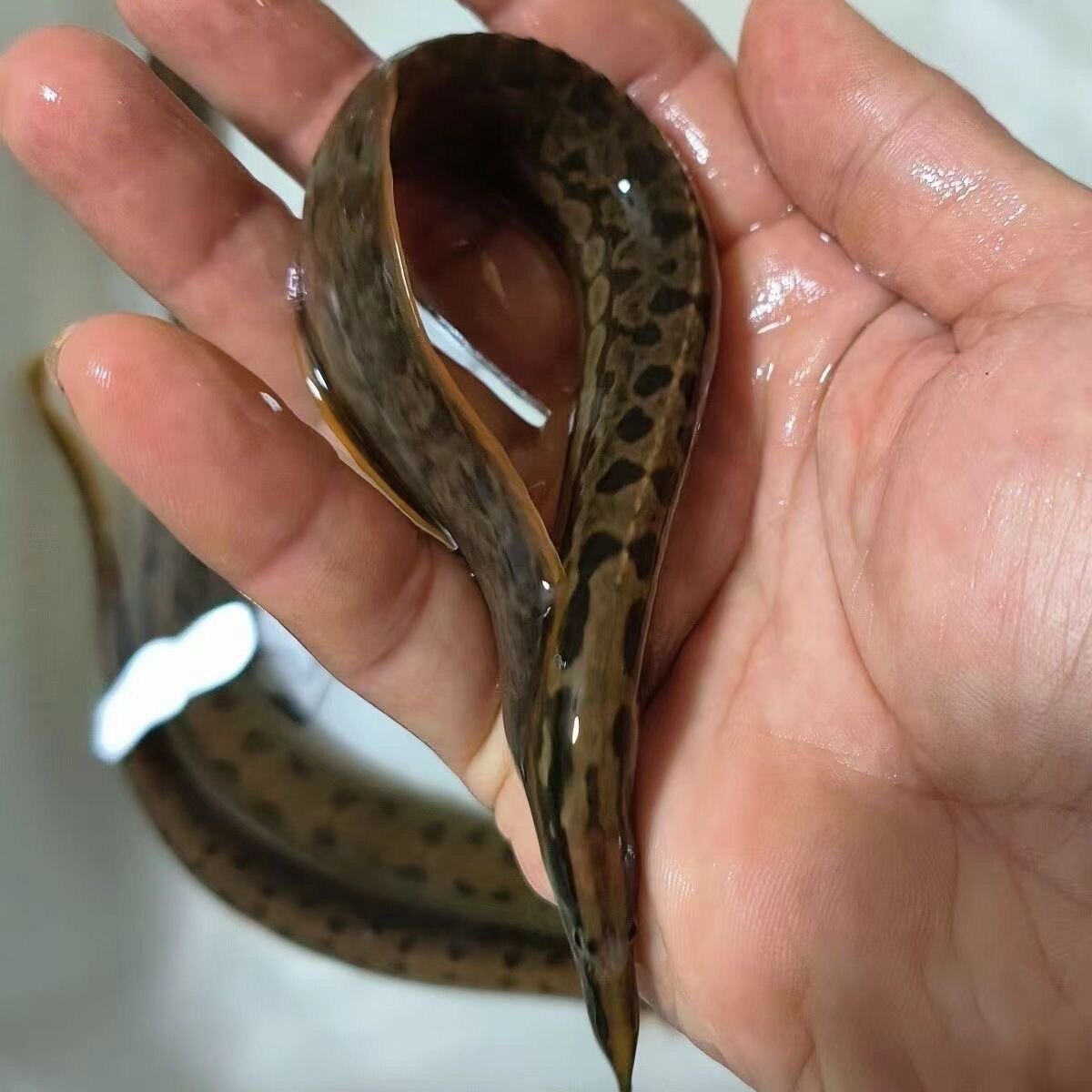 中华刺鳅鱼苗淡水刀鳅苗沙鳅苗  胭脂鱼苗 泰国笋壳鱼苗淡水包活