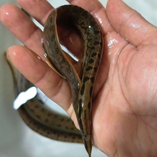 中华刺鳅鱼苗淡水刀鳅苗沙鳅苗  胭脂鱼苗 泰国笋壳鱼苗淡水包活