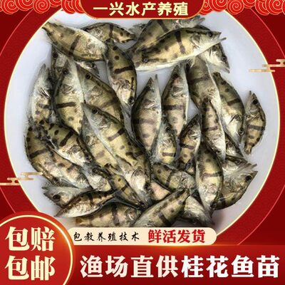 淡水桂花鱼苗路亚鱼桂鱼