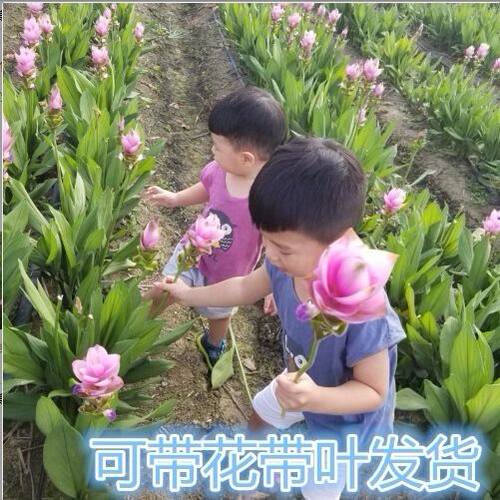 进口种球盆栽多年生草本花卉