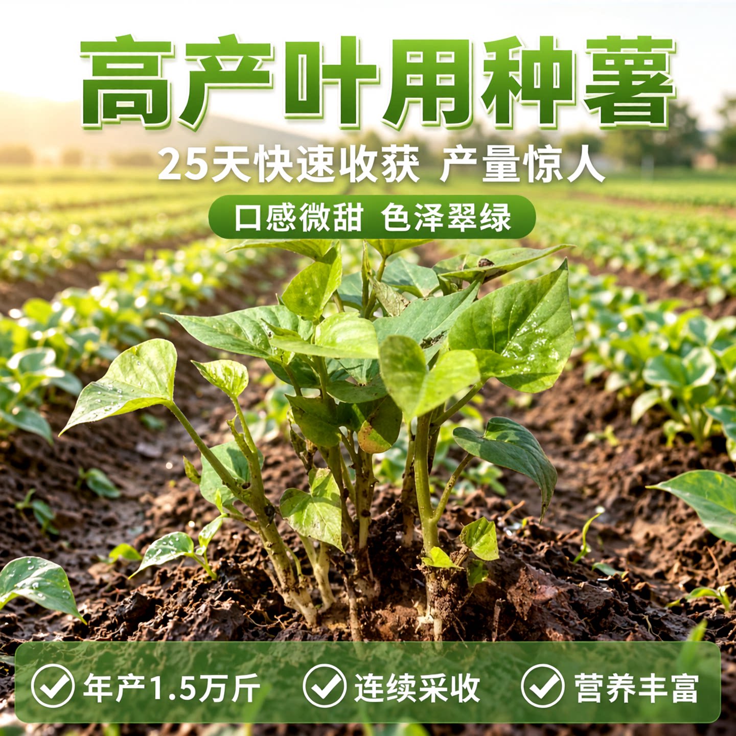 现挖福薯18号叶用型种薯专吃叶子地瓜种子红薯种红苕种育苗专用