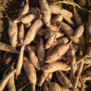 现挖福薯18号叶用型种薯专吃叶子地瓜种子红薯种红苕种育苗专用