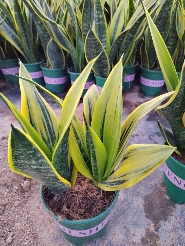 黄金虎皮兰室内植物耐旱好养金边银脉霸王兰白雪荷花兰白玉兰耐旱