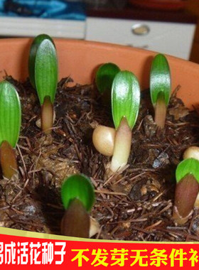 精品君子兰花种彩苗室内外阳