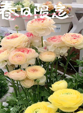 花毛茛种球室内外四季洋牡丹