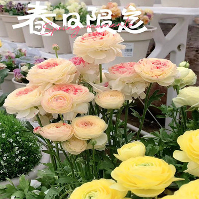 花毛茛种球室内外四季洋牡丹