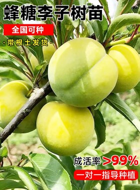 蜂糖李子树苗新品种脱骨青脆