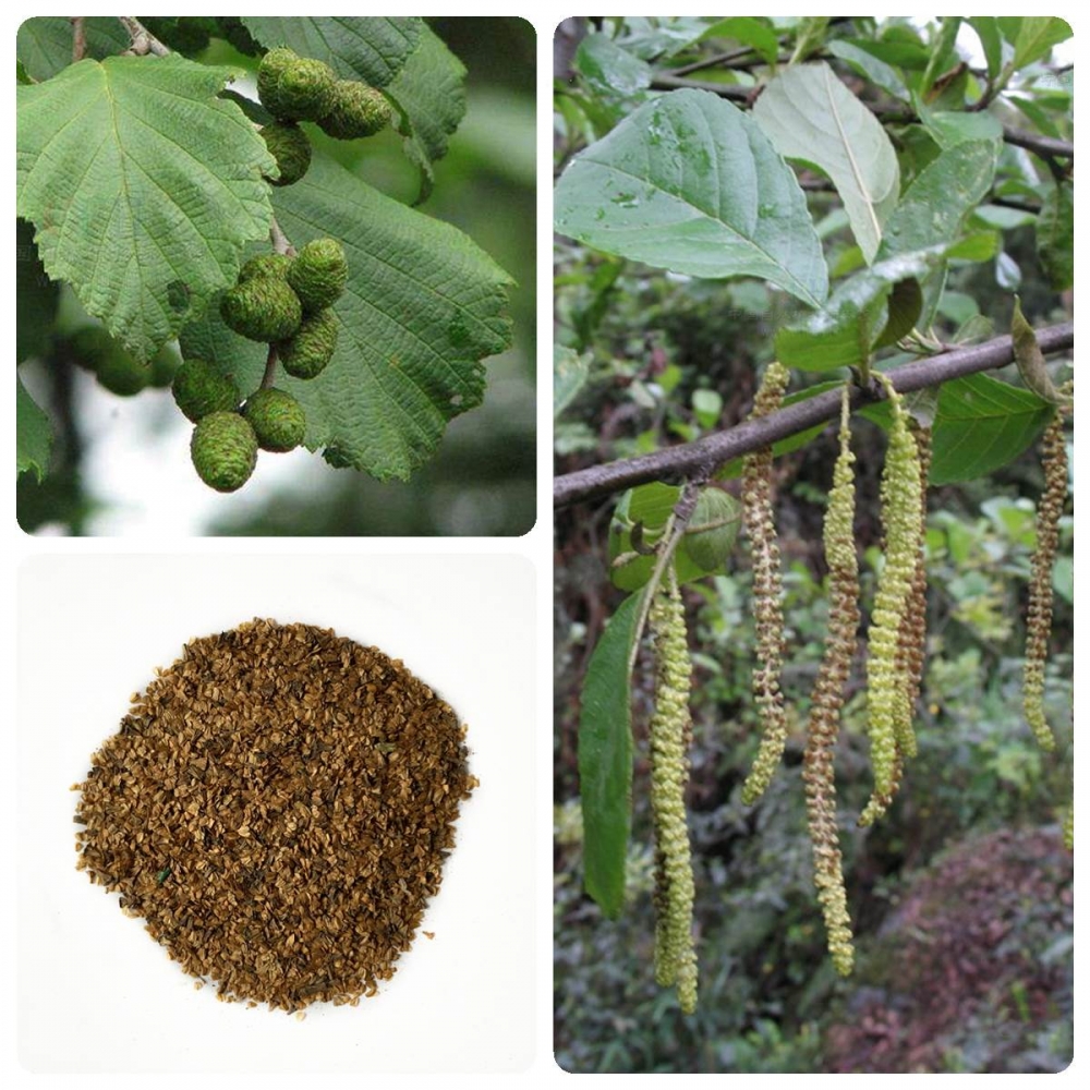 林木种子四季正宗桤水冬瓜树