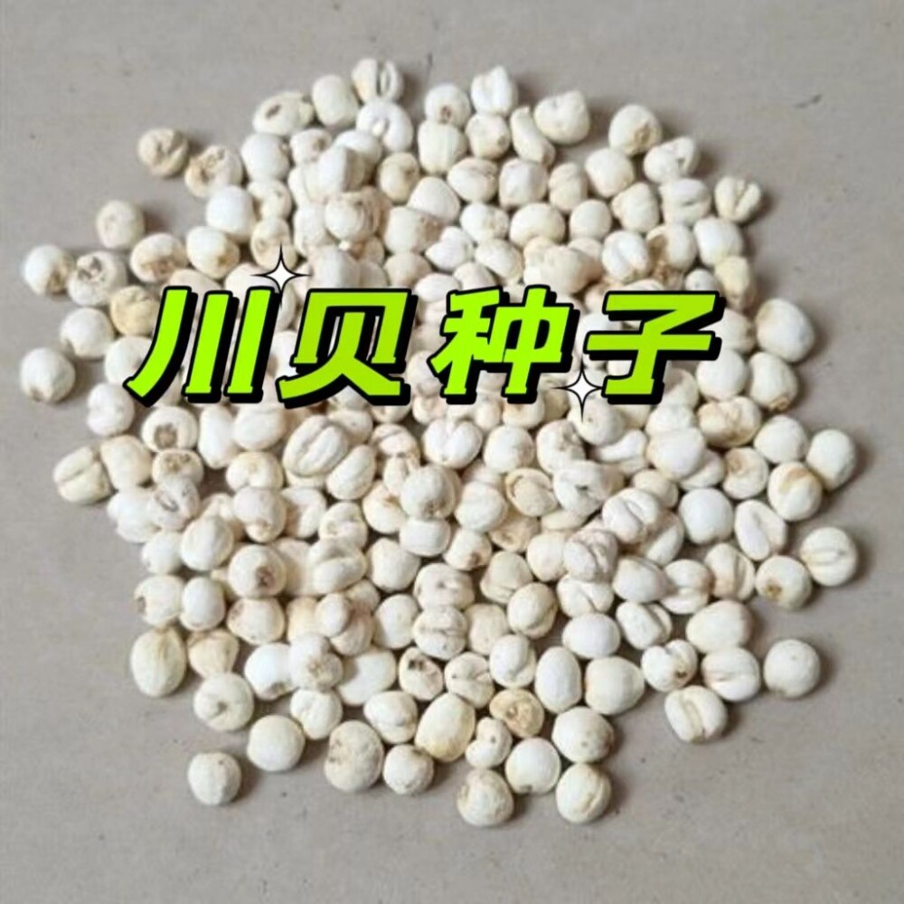 中药材种子 川贝母 青贝 浙贝甘肃贝种子  可盆栽种植